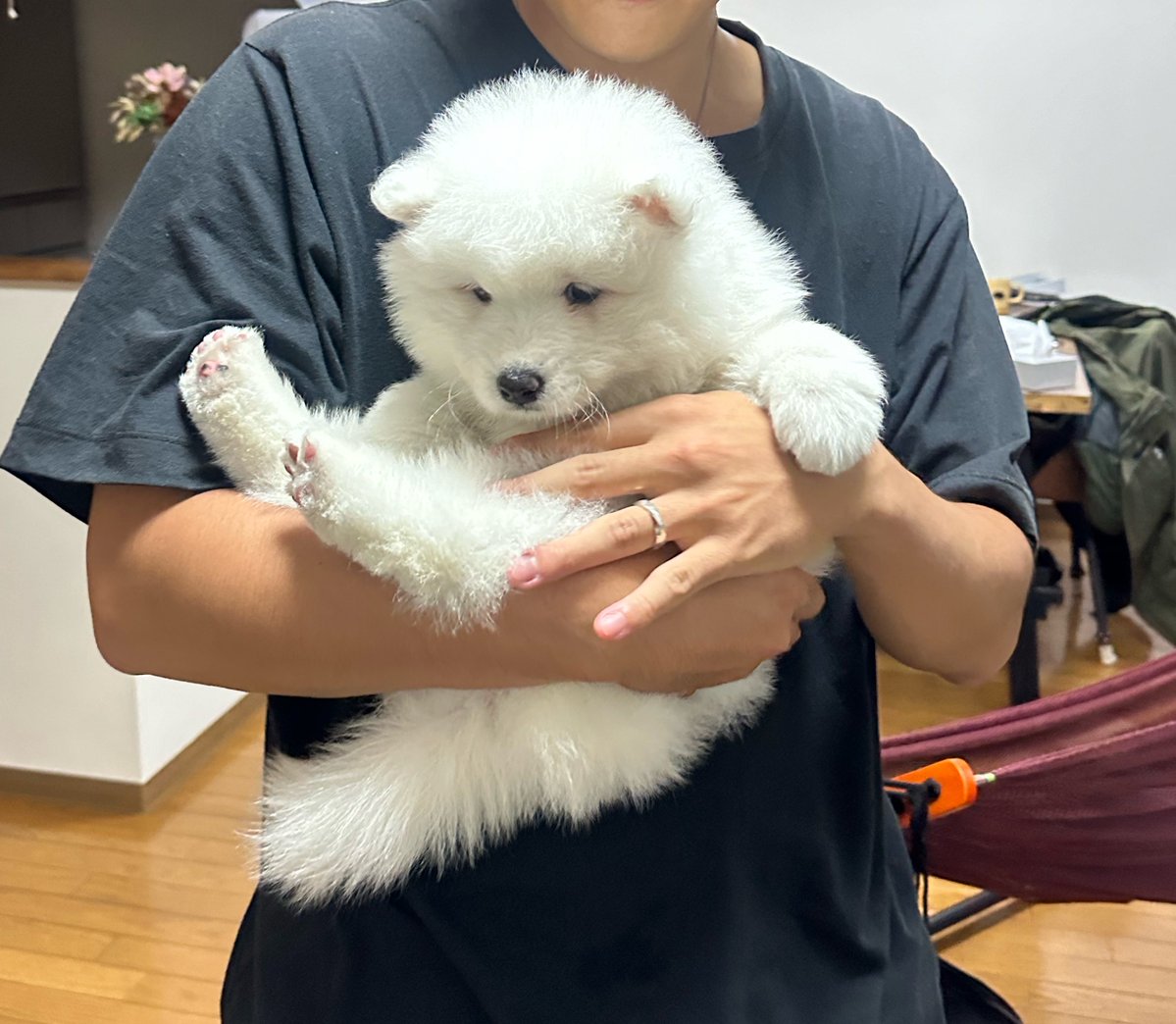 sadaharu__0905's tweet photo. さだはる　昨日で2歳になりました🎂

2年目も元気いっぱいに過ごせますように🐻‍❄️❤︎

#サモエド https://t.co/WzXfsEBCMm