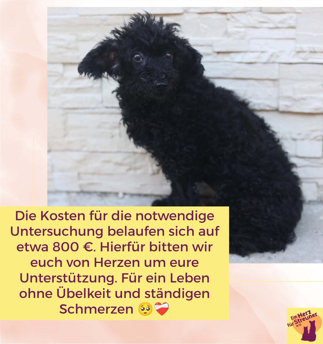 Herz_Streuner's tweet photo. 💔 Finya möchte einfach nur fressen – doch selbst das wird zur Qual. Die 4-Jährige leidet vermutlich an Megaösophagus und braucht dringend eine Endoskopie (ca. 800 €). Bitte helft ihr, damit sie endlich schmerzfrei leben darf! ❤️‍🩹

👉 https://t.co/dFI89Pz7Vb https://t.co/jLVJXr5Vx2