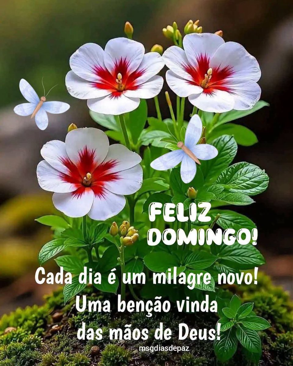 Francis66034645's tweet photo. @LindaLua7 Bom dia 🌷 https://t.co/mBC8OFIPGS