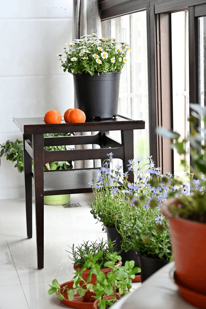 ToOofeta's tweet photo. My small balcony now has a mini herb garden! Fresh mint for iced tea, basil for pasta—day by day, I’m turning tiny spaces into cozy joy. ， https://t.co/UufD3kZvOr