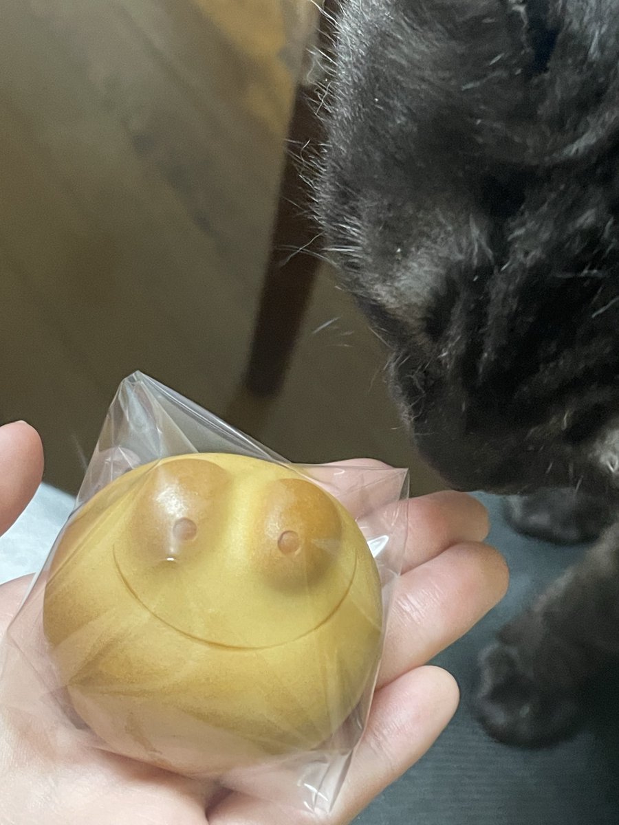 N24521031's tweet photo. カエルまんじゅう、ゲットだぜ…！🐸

うちの愛猫も興味深々。
その後かじってた。（ほんとに食うとは笑）
さすが、お目が高いおニャンコ…🐈‍⬛ https://t.co/BoacNDynC8