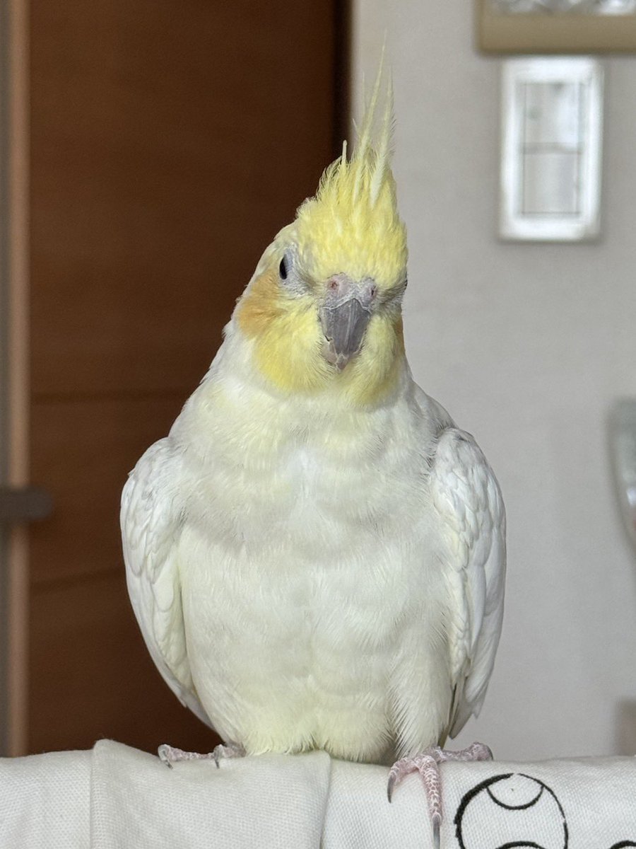 akio18607256's tweet photo. #迷い鳥 #迷子鳥 #オカメインコ 
オカメインコが迷子になりました。
情報提供お願いします。
『ほっぺたの模様がオレンジで黄色と灰色がかっています』
【迷子になった場所】#大阪府 #東大阪市 #御厨栄町
【迷子になった日付】2026年9月6日(日) https://t.co/HYyvzAhjfg