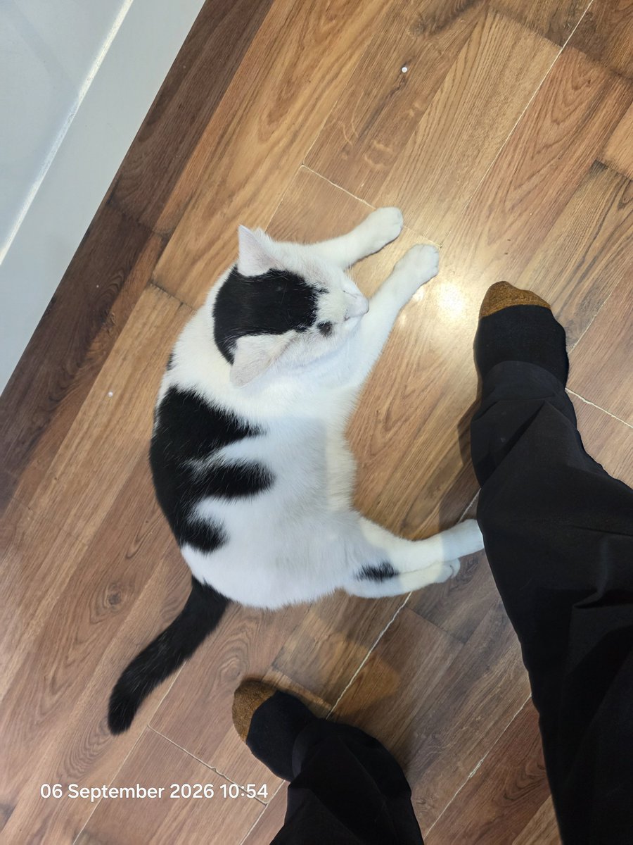TsuiAllen's tweet photo. Think my neighbour can't help themselves. My house is evidently a convenient cut through from across the terraced gardens to my street... #NotMyPet https://t.co/W3kgJxR0SL