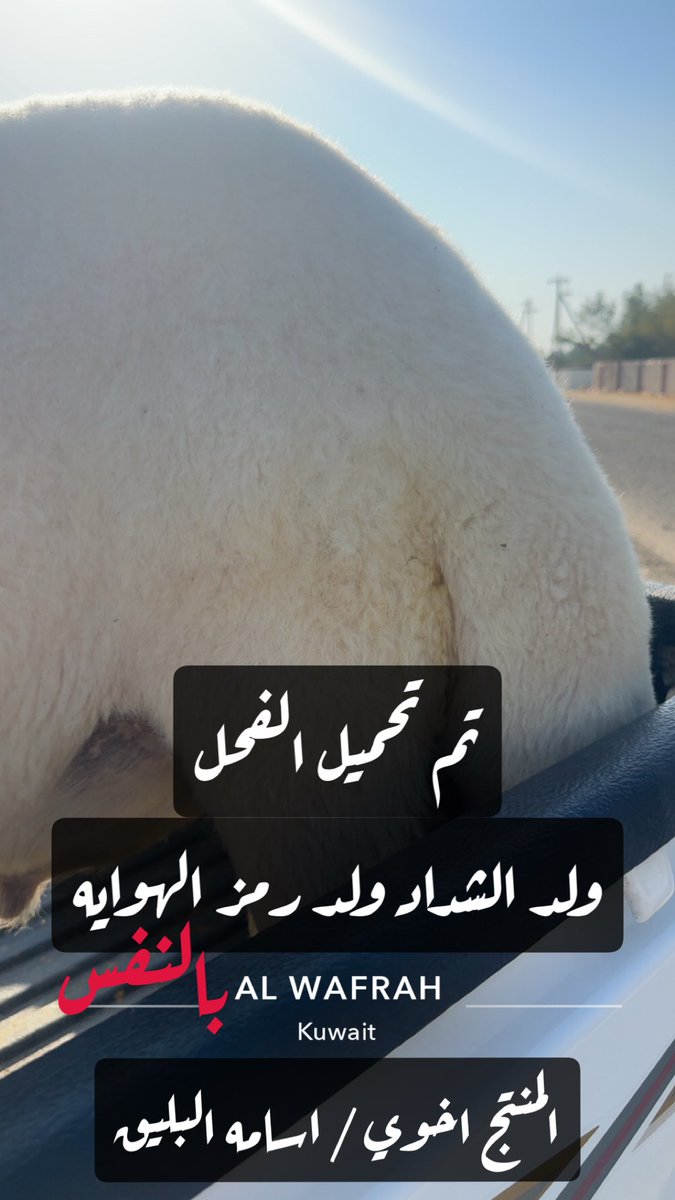TLEAHAN_'s tweet photo. 💢 دخول فحل 💢
لـــــ مراح بلوى

ولد الشداد ولد رمز الهوايه 
المنتج / اسامه سعد البليق

#شمر 
#مراح_بلوى
#طليحان_الشمري https://t.co/9ebC5NEVb4