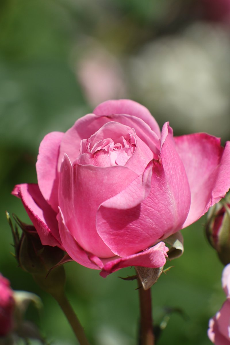 gontanokoneroku's tweet photo. Rose 😊

#Photography #Flowers #Rose https://t.co/Em7iEeSnCT