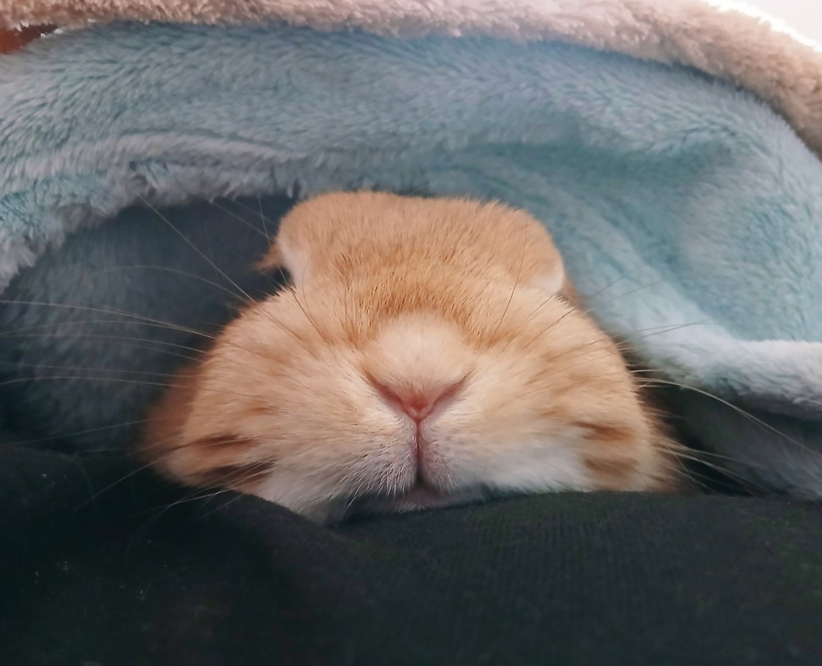 akanechyan3131's tweet photo. 雨☔の午後   お腹の上であかねちゃんむにゃむにゃ🐇💤
#うさぎ
#うさぎのいる暮らし https://t.co/obggNHj5Z2