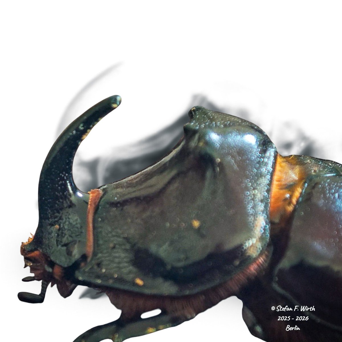wirthstef's tweet photo. Please watch and like my latest #YouTube #behavioral #video #documentary, which presents the #locomotion behavior and #morphological aspects of the European #rhinocerosbeetle from an #aesthetic perspective:
https://t.co/5vsq1ddghi

A short clip from the video is included below without sound. The original video features 4K resolution and my specifically for it created soundtrack assisted by Adobe Firefly.

#Oryctes #nasicornis (#Polyphaga, #Scarabaeidae) is a typical #inhabitant of #decaying #woodmould; during their two- to five-year #development, the three #larvalstages feed primarily on #plantfibers such as wood. Their original habitat consists of #European #primevalforests; the beetles have compensated for the scarcity of these environments through evolutionary adaptation and ecological flexibility. As synanthropes, species that thrive in human-altered environments, they inhabit #compost heaps and wood industry waste. #Symbioticbacteria in the hindgut enable them to break down #cellulose. The adult beetles live for only a few weeks and likely feed on tree sap. Despite their considerable weight, they are capable #fliers as well as proficient #walkers. My video focuses on the latter. It shows the beetle moving in various ways: ordinary #walking, #climbing, and #digging. When walking forward, the beetle primarily uses its middle and hind #legs. To avoid slipping or sinking into the complex, uneven substrate, the hind legs are placed down mainly using the tibiae; for the middle legs, the distal tibia, equipped with thorny bristles acting as biological cleats, makes contact to stabilize movement. The male's #horn is used in rival battles over females and eventually for food sources, but also to push aside or lift #obstacles, as demonstrated in my video. The beetle inhabits a habitat, specifically, it develops and later lays its eggs there,consisting of decaying, fungus and bacteria rich wood mold, which offers ideal conditions for #phoreticorganisms (#phoresis). The #ephemeral nature of this habitat arises from the periodic drying out of the substrate; for microorganisms such as mites and nematodes, this creates a situation where they utilize larger, more mobile animals, like the rhinoceros beetle, for dispersal. The film shows #phoretic #mites belonging to the order #Mesostigmata (Parasitiformes).

© #StefanFWirth; #footage from late summer 2025, edited September 2026, Berlin.

My #sciencewriting, #filming, and #photography work require time and energy; as a freelancer, I do not have a steady income, so I am grateful for any small donation: https://t.co/4nN4eRHB6I

Video and photos:
© Stefan F. Wirth; the protagonist is an adult male specimen found near a park in the northern part of the central district of Mitte, #Berlin (2025–2026).