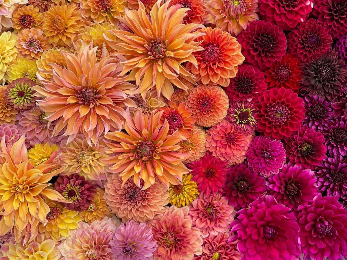 TheFlowerShow's tweet photo. I just love what Darcy’s Dahlias creates! 🌸✨ It’s absolutely stunning! 😍

If you love dahlias as much as I do, you need to see their work! 🌺

What’s your favorite color from this gorgeous mix? 💕 https://t.co/tpBDcnRpFA