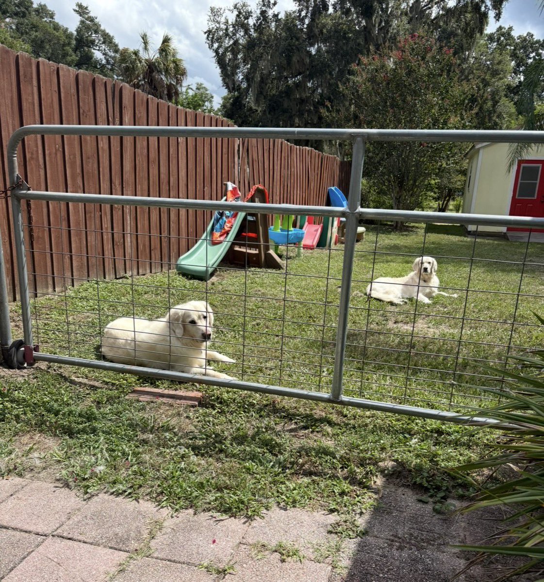 1Nicdar's tweet photo. 🇺🇸 🇺🇸 🇺🇸 🇺🇸 🇺🇸 🇺🇸 🇺🇸 🇺🇸 🇺🇸 🇺🇸 🇺🇸
Good Morning from my Wolfpack fellow Patriots and Happy Sunday. I let the pups outside multiple times per day, but they only do this during the hottest part in the afternoon. All others times they want back inside in less than 5 minutes. Anyhoo, have a great day everyone. Peace! ✌🏼