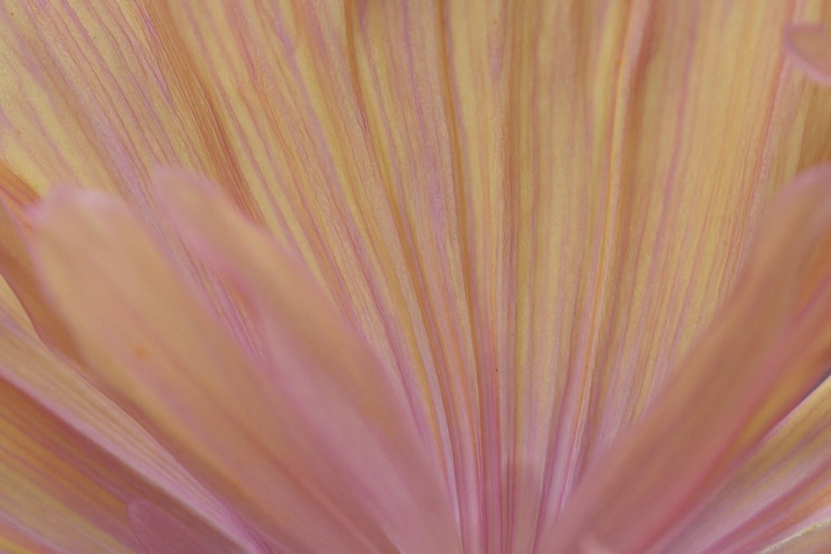 rahshields1111's tweet photo. @sashandhi Theme Abstract flower...#abstract #flower #abstractflower.. https://t.co/ZMg8EaAj4Q