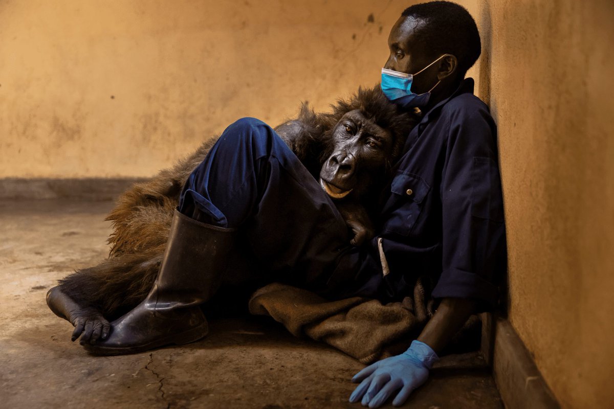 PublicVerdict0's tweet photo. In her final hours, this gorilla found comfort in the arms of her lifelong protector 🦍❤️ https://t.co/IDKDVh8ptj