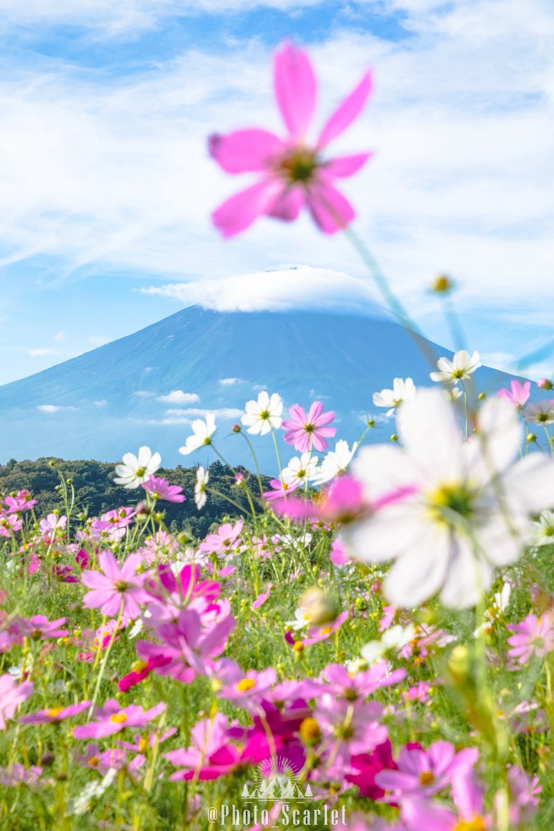 Photo_Scarlet's tweet photo. 秋の花×富士山の共演 https://t.co/wqSIdpFZqX