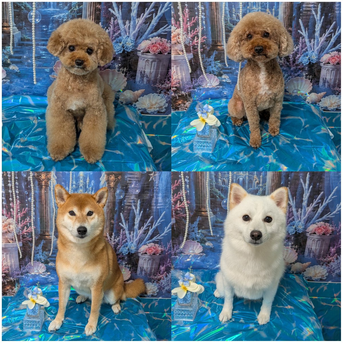 JOA0710's tweet photo. 本日のお客様✨
トイプードルのコロンちゃん❤
トイプードルのチャ助ちゃん❤
柴犬のSAKURAちゃん❤
ポメ柴の天ちゃん❤
ご来店ありがとうございます☺️
#トリミングサロン #JOA #小田原 #栢山駅 #トイプードル #柴犬 #ポメ柴 https://t.co/ZpMSuDxakT