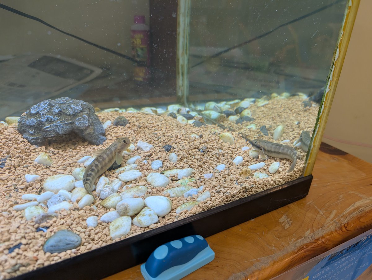 algae_hamuhamu's tweet photo. しまんとハマヤのボ https://t.co/C2KzcdFRRy
