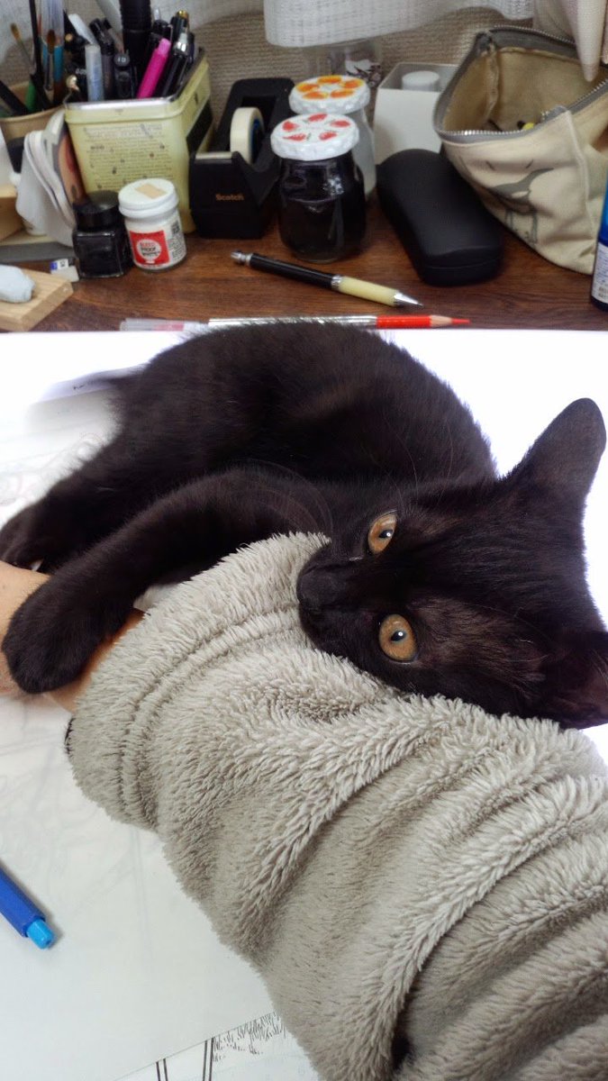 hiroki1970's tweet photo. 【9/6はクロネ記念日🐾】
12年前の今日、車道脇の草地でクロネさんと出会いました
生後1週間ほどの黒い毛玉でした
心臓病があったり腎臓を病んだり、大変なことは多いけど、気付けばもう12歳
どうか穏やかな毎日を、これからも送れますように🍀
さて、この後は点滴ですよ～😹 https://t.co/8djyK2PYcN