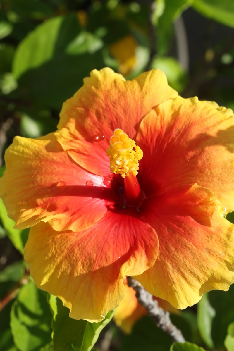gontanokoneroku's tweet photo. Hibiscus 😇   

#Photography #Flowers #Hibiscus https://t.co/llWODJpSpR