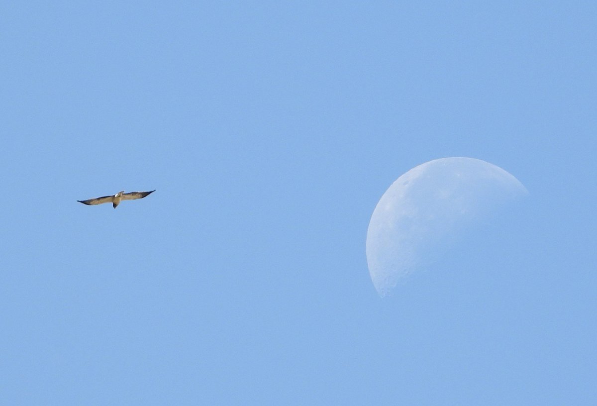 viskowitz's tweet photo. Águila calzada junto a la luna ayer sobre @vg_ataria 
#Salburua #VitoriaGasteiz https://t.co/OWpCAKvYQM