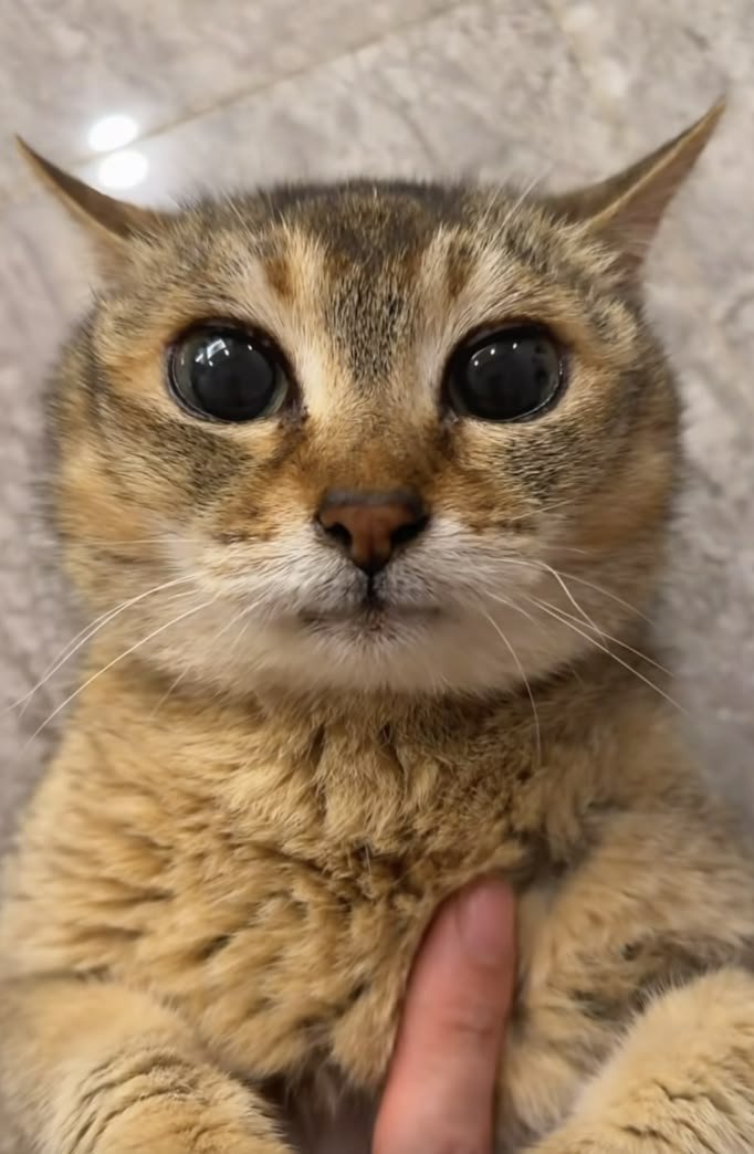 ashyaywoohoo's tweet photo. please let me go... stop holding me... im scared... https://t.co/dGYAjDxucL