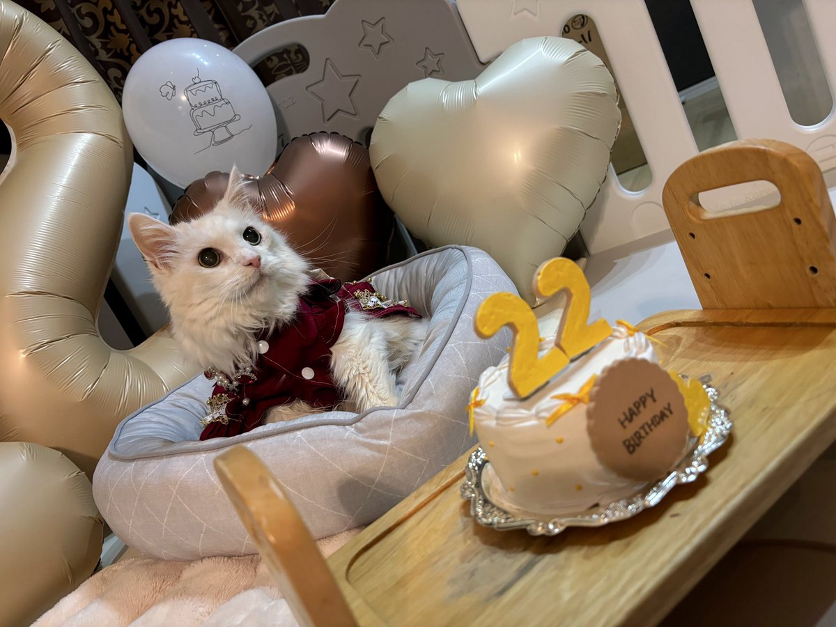 AVE_666_SATANAS's tweet photo. 🎂⋆⸜⊹₊ 𝐇𝐚𝐩𝐩𝐲 𝐁𝐢𝐫𝐭𝐡𝐝𝐚𝐲 ₊⊹⸝⋆🎂
22歳のお誕生日おめでとう🎉
新居へのお引越しも終わって、
きっと負担もかけたよね、
本当にごめんという気持ち。
もうお引越しは二度とないから
安心して過ごして欲しい。
君がいるから私も一年頑張れます。
#ハイシニア猫 #birthdaycat #誕生日 https://t.co/e28UQnasOd
