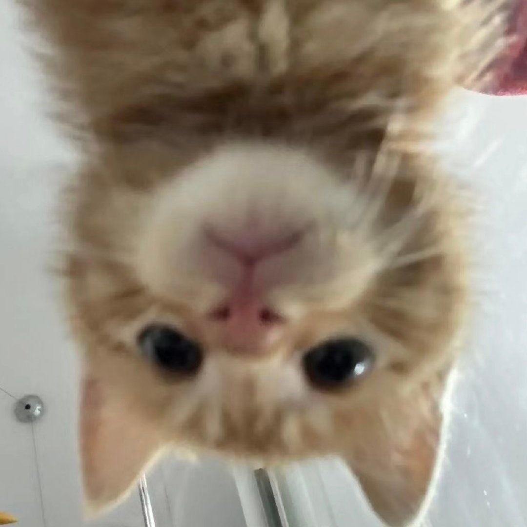 upsidedowncatSF's tweet photo. gm https://t.co/OTNGOoEYFk