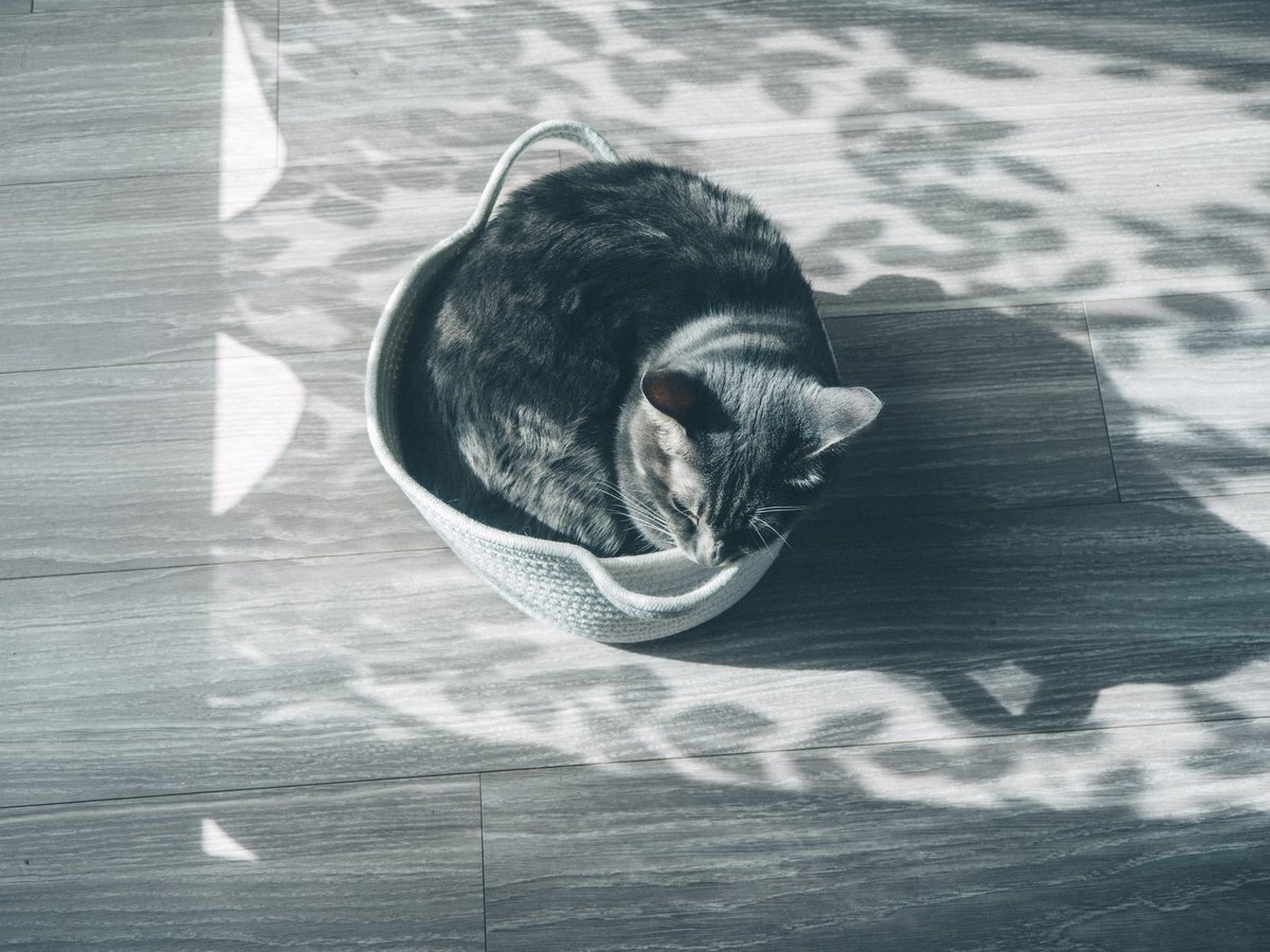 tanco_camera's tweet photo. 愛猫日記 https://t.co/mozxgDk2Rm