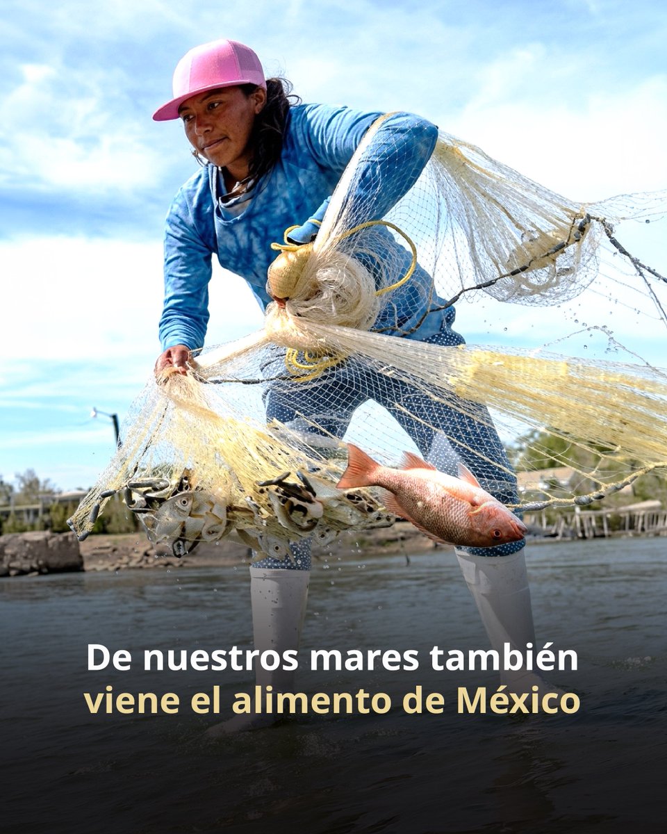 Agricultura_mex's tweet photo. 🌊 Detrás de un plato de pescado, camarón o pulpo hay mucho más que sabor.

En México, la pesca y la acuacultura sostienen el trabajo de miles de personas, y forman parte de la vida de comunidades que encuentran en mares, costas y cuerpos de agua, una fuente de alimento y bienestar.

🐟🦐 Lo que nace en nuestras aguas también alimenta al país, mueve economías locales y conecta el trabajo de quienes producen con las mesas de millones de familias.