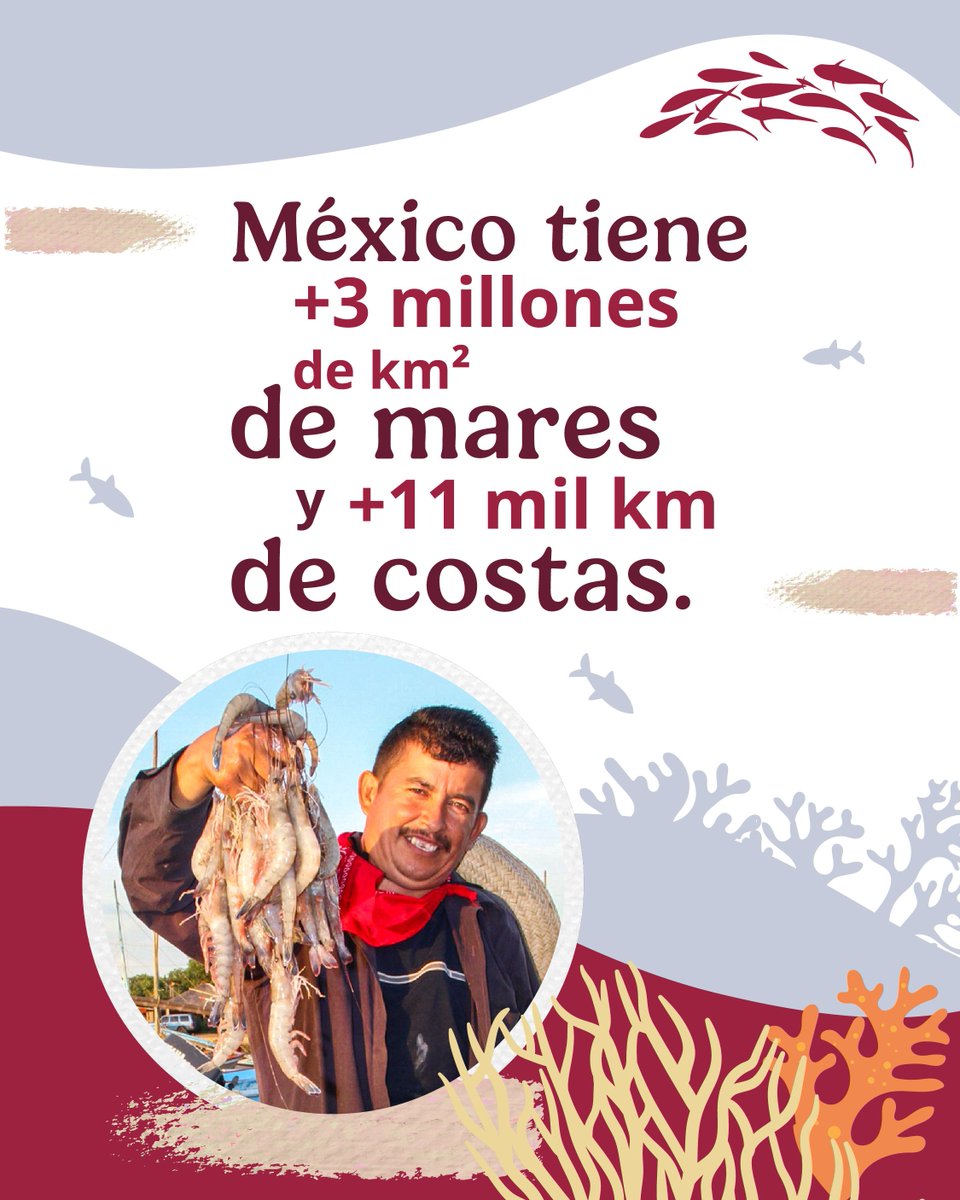 Agricultura_mex's tweet photo. 🌊 Detrás de un plato de pescado, camarón o pulpo hay mucho más que sabor.

En México, la pesca y la acuacultura sostienen el trabajo de miles de personas, y forman parte de la vida de comunidades que encuentran en mares, costas y cuerpos de agua, una fuente de alimento y bienestar.

🐟🦐 Lo que nace en nuestras aguas también alimenta al país, mueve economías locales y conecta el trabajo de quienes producen con las mesas de millones de familias.