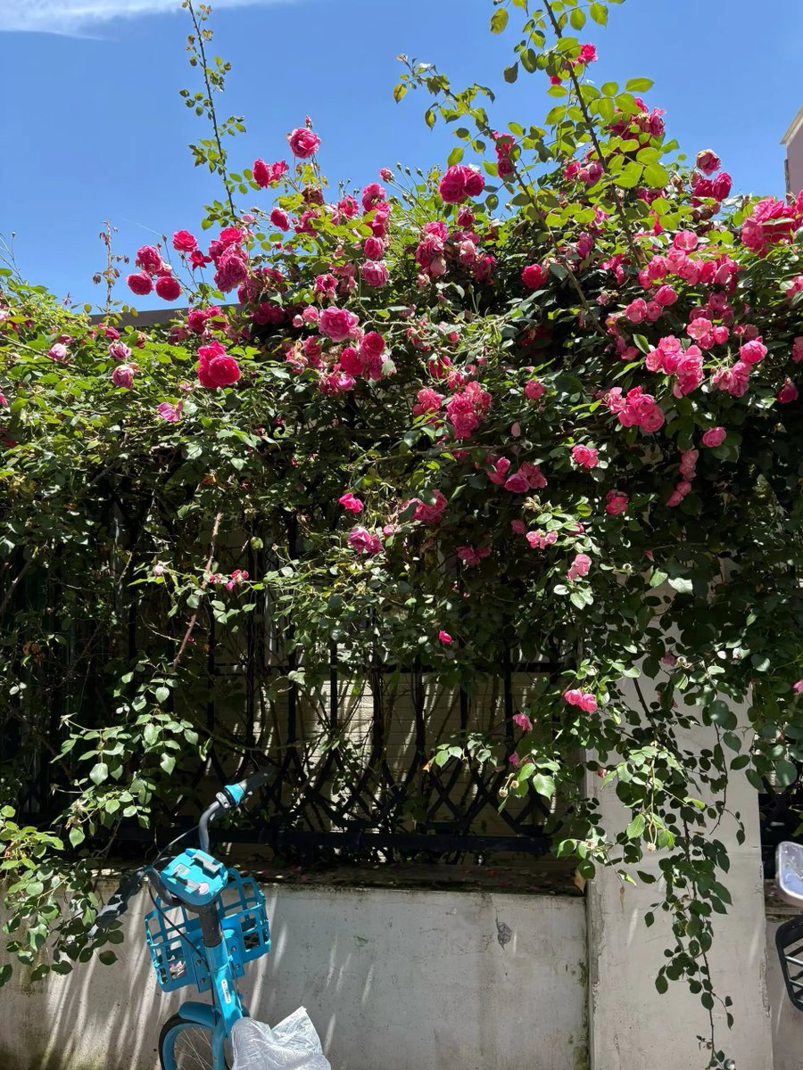 Ciqmnha's tweet photo. I like riding a bicycle to go to different places and appreciate the beautiful scenery 🚲 https://t.co/xzomZkUFUU