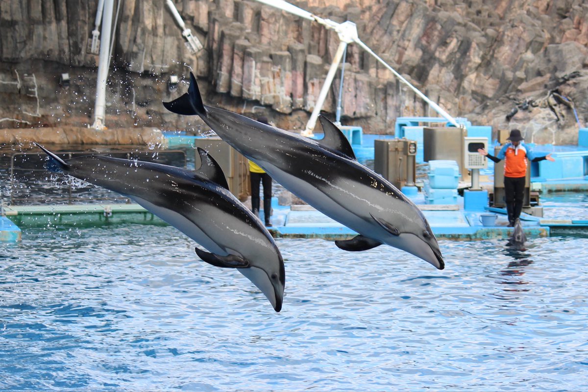 koki112420's tweet photo. 名古屋港水族館
暇な時期突入したため久しぶりの水族館。
写真楽しすぎるし、シャチかっこ良すぎる。 https://t.co/2HDCNBt9Z8