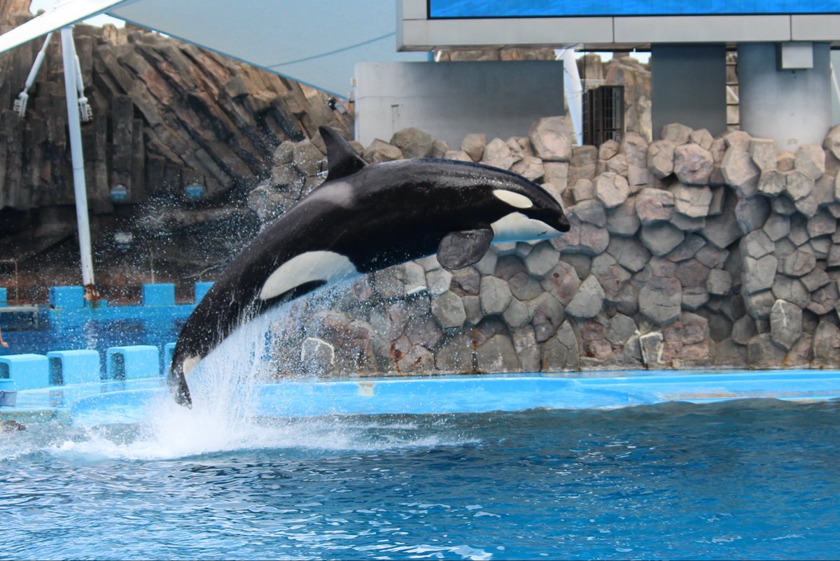 koki112420's tweet photo. 名古屋港水族館
暇な時期突入したため久しぶりの水族館。
写真楽しすぎるし、シャチかっこ良すぎる。 https://t.co/2HDCNBt9Z8