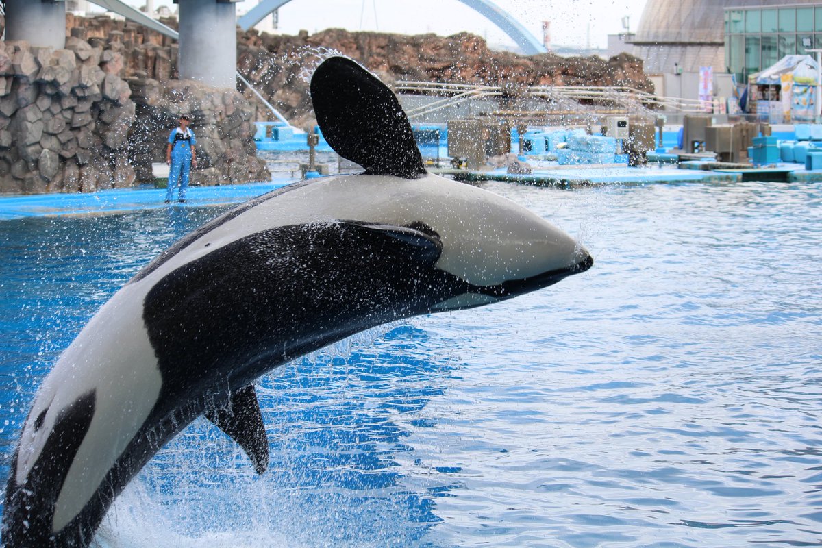 koki112420's tweet photo. 名古屋港水族館
暇な時期突入したため久しぶりの水族館。
写真楽しすぎるし、シャチかっこ良すぎる。 https://t.co/2HDCNBt9Z8