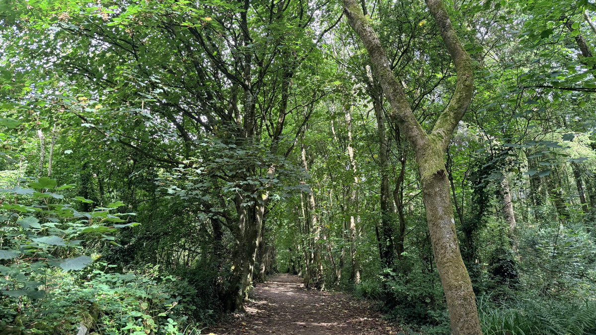 RuthlessTweets's tweet photo. Walking through woodland today. #WalkingIsGoodForYou https://t.co/DmrYF25dIa