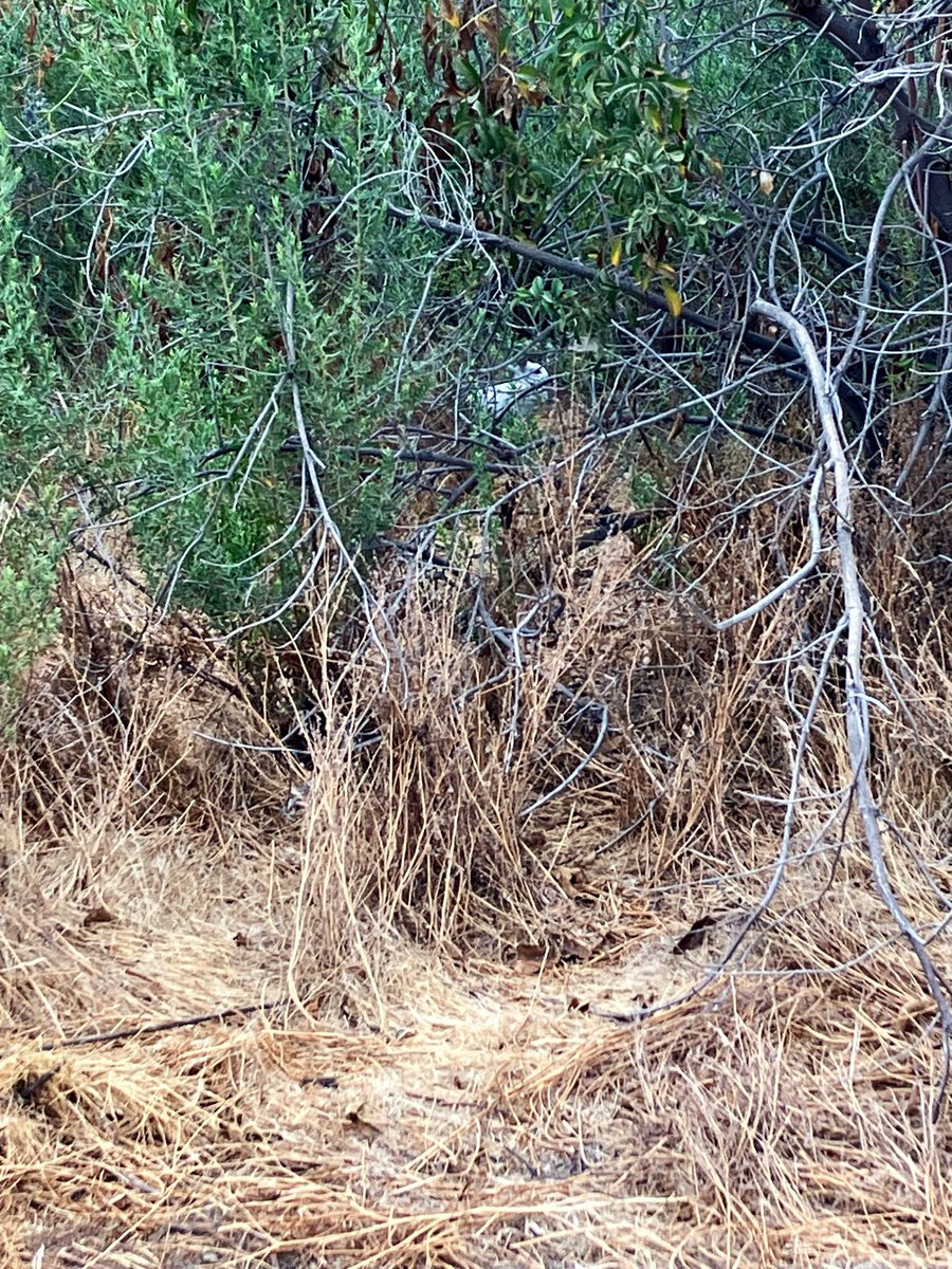 floofyAnimal's tweet photo. Albino bunny in the preserve.

#floofy #bouncy https://t.co/Jdb6QhvdC5