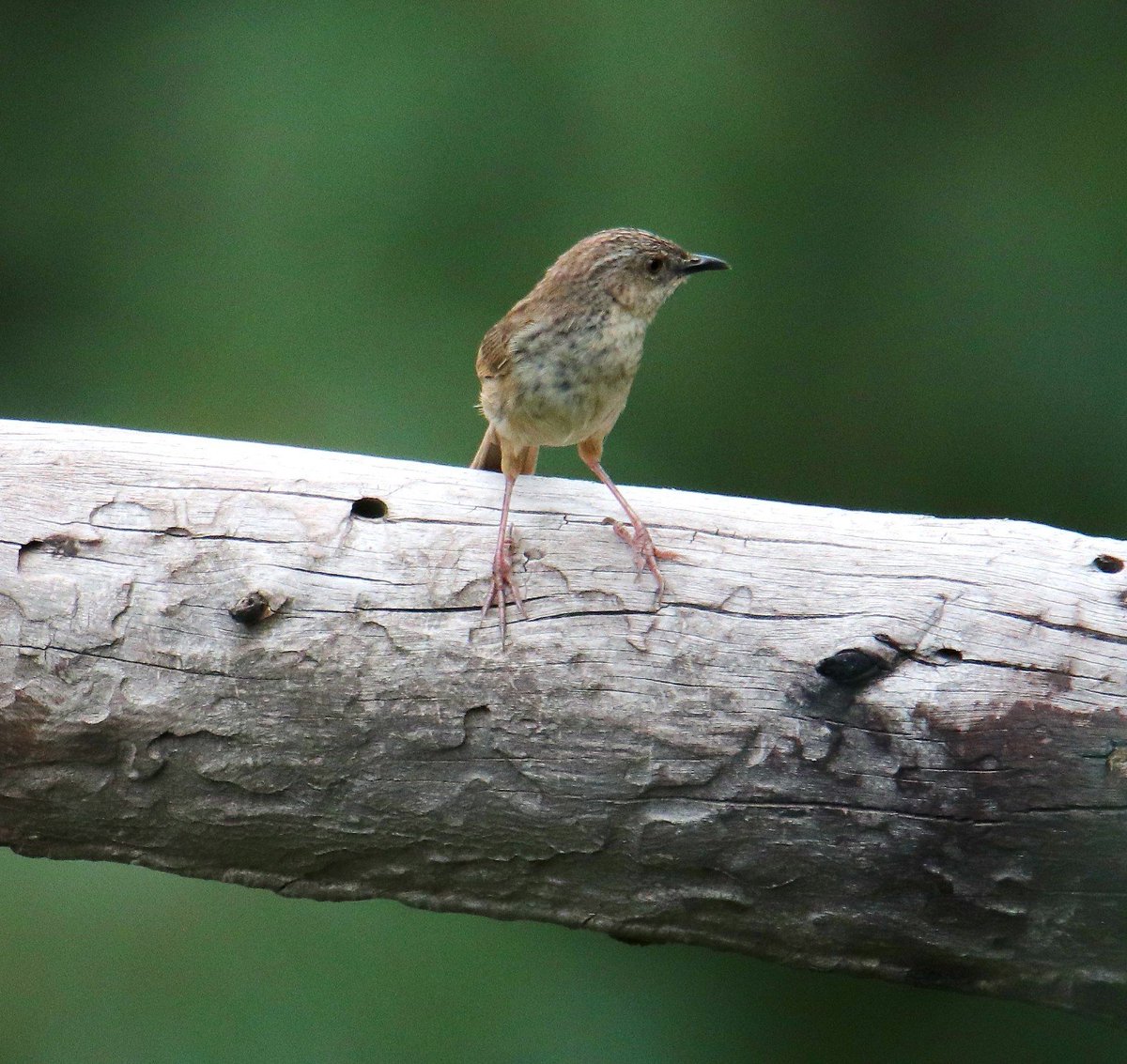 sofiQayoom's tweet photo. Himalayan Prinia 

#Birdsofbaramulla
Kashmir 

@Canon_India @IndiAves @birdsoftheworld @birdcountindia @rrRumbo @NatureIn_Focus @RGSustain1 https://t.co/B7jvODIzfO