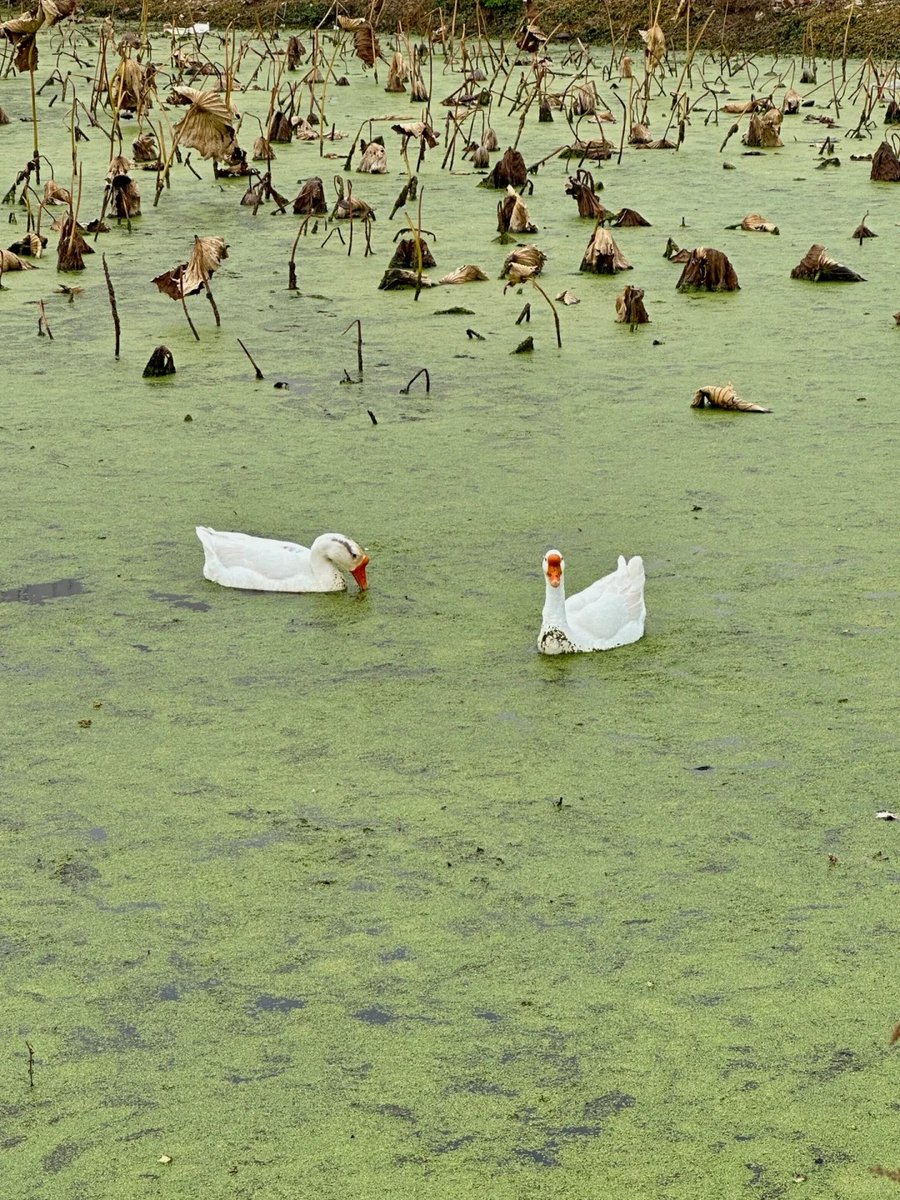 adb2enusa's tweet photo. Find peace in still waters https://t.co/sZdhPGUEC2