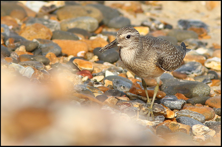 MarcHeathym007's tweet photo. A Knot on the beach from Herne Bay Downs this morning. More @ https://t.co/D1Gw2WPcc1. @KentishPlover #kentbirding https://t.co/eh67hR2wRu