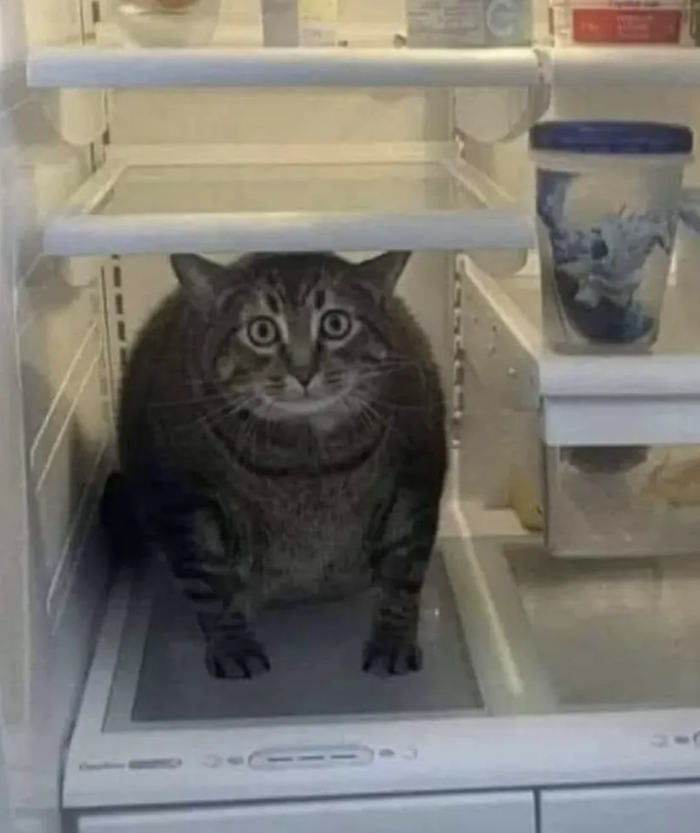 vxunderground's tweet photo. Good news for malware enthusiasts, another 200,000+ malwares have been uploaded to VXUG.

Good news for people who like silly pictures of cats, I've attached one to this post https://t.co/GpdKU3ItOk