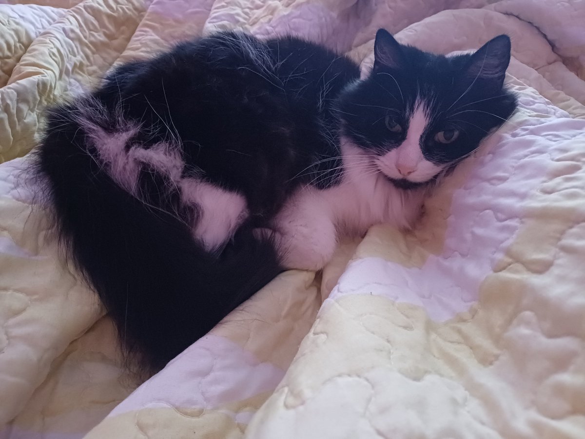 Shimejinxs's tweet photo. Todos díganle hola a la cosita más bonita del mundo https://t.co/TNFplgkUbl