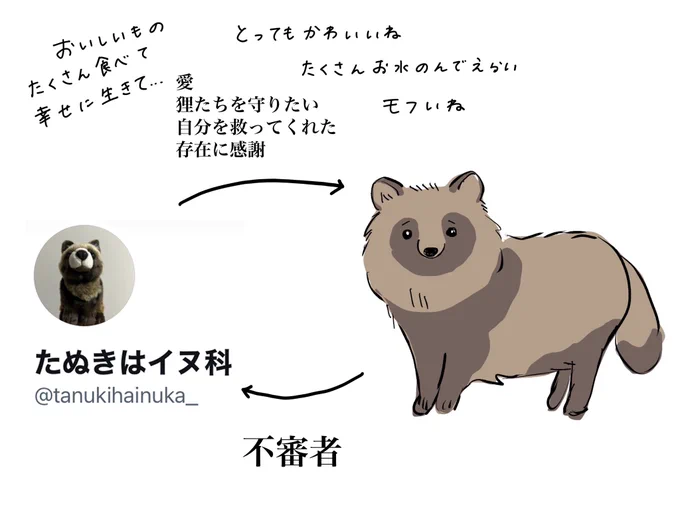 たぬきはイヌ科 on X / X