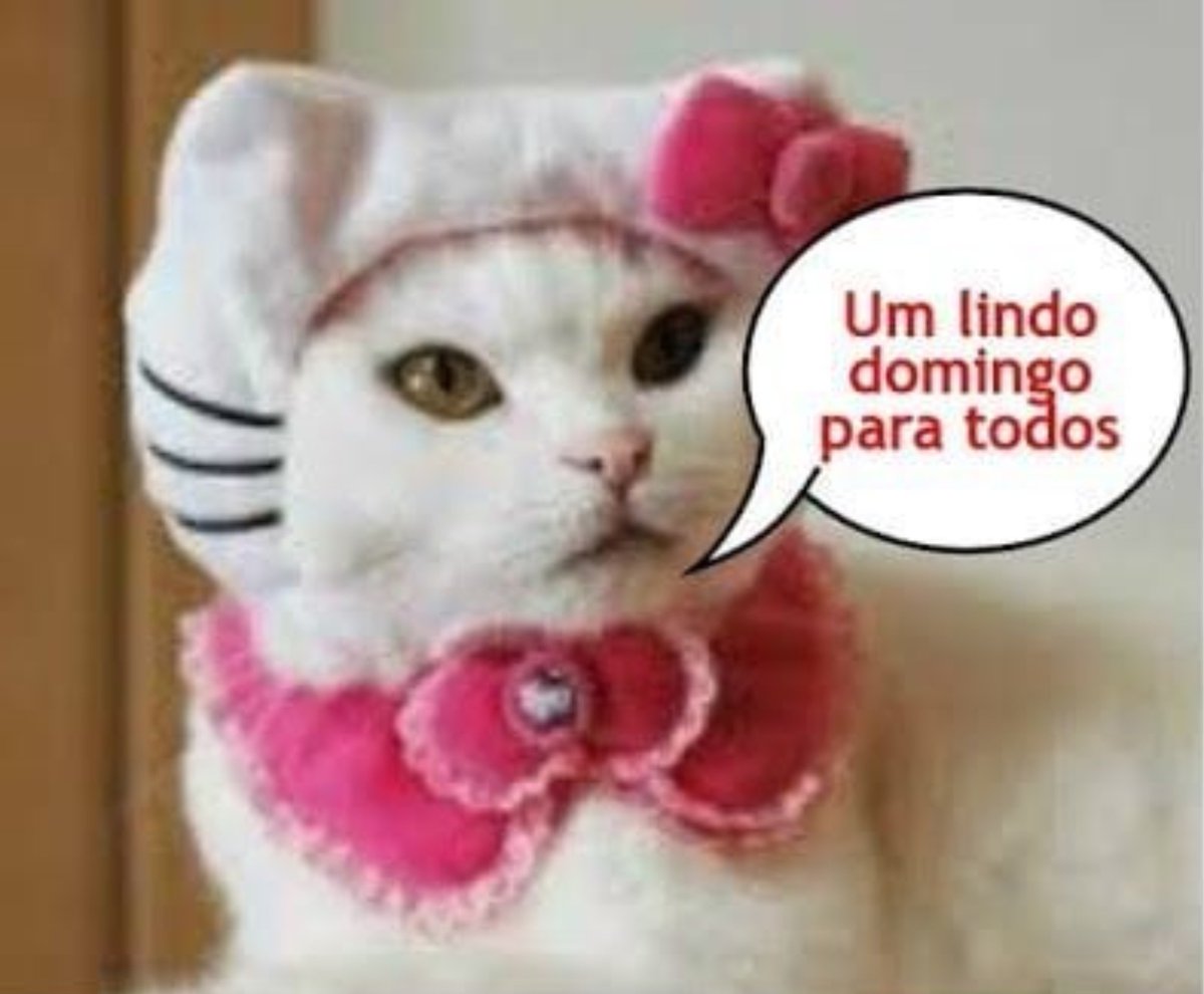 gatosviados's tweet photo. https://t.co/kpN8FNgM6y