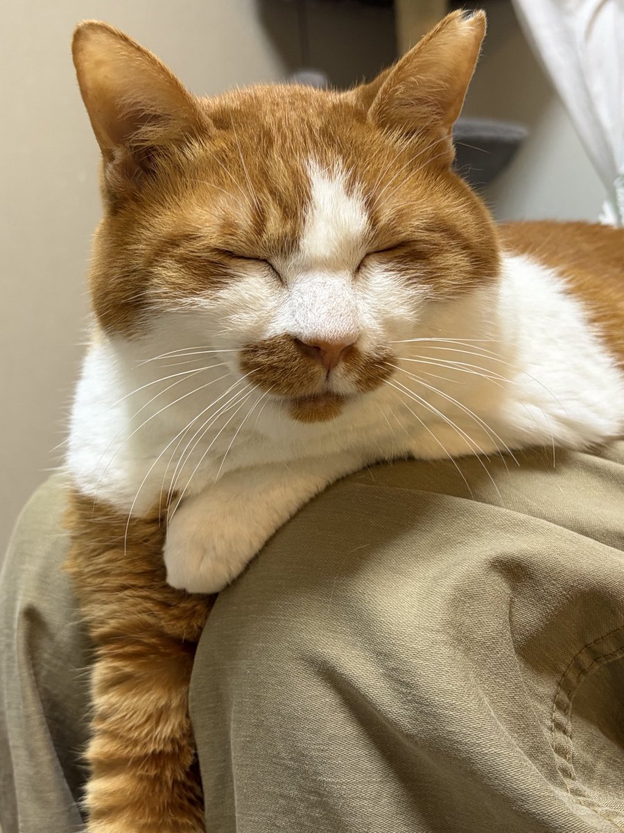 cbt_cat's tweet photo. 雨の夜のチビ太氏 https://t.co/CViyn7v6fT