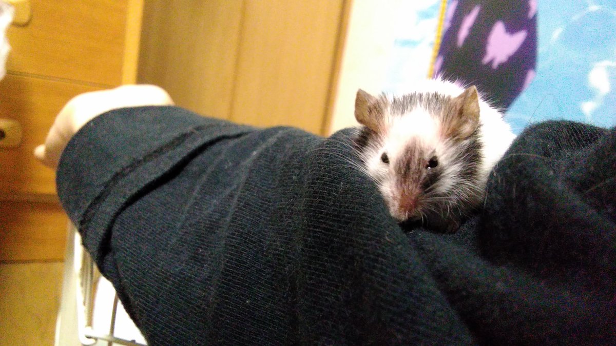 panmaru555's tweet photo. まったりなぱんまる。

#パンダマウス https://t.co/8erNxMY7ZF