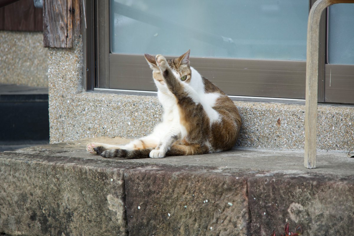 Youhaveme001's tweet photo. やっと写真出す、今日のメニューは。
①もう美しい顔と美脚の猫さま
②わかんないけど道。
＃猫　#キリトリセカイ https://t.co/6TN9wEzLcZ