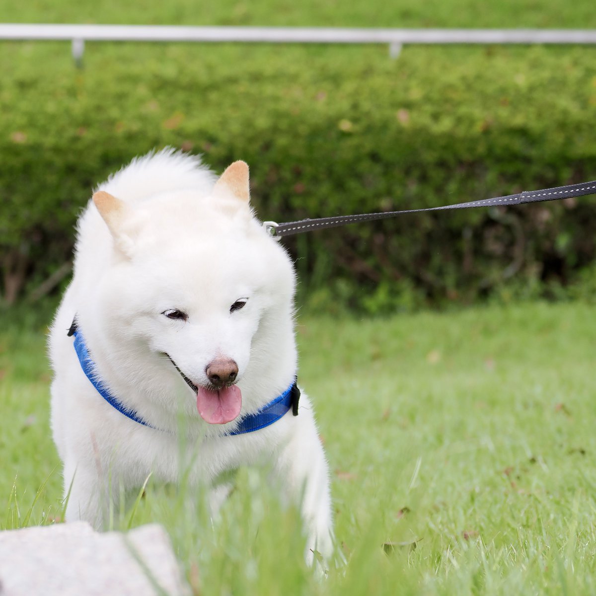 Latte_Shibainu's tweet photo. ラッちゃんが初めての公園にやって来ましたよ。
広くて綺麗だね。 https://t.co/AxIHvXqzUo