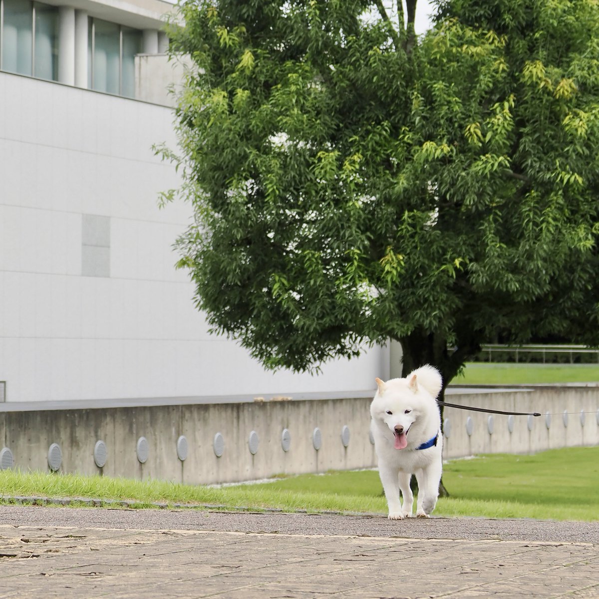 Latte_Shibainu's tweet photo. ラッちゃんが初めての公園にやって来ましたよ。
広くて綺麗だね。 https://t.co/AxIHvXqzUo