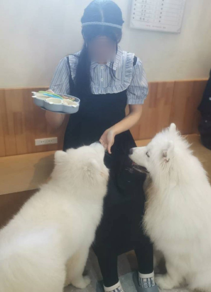 kanami0406127's tweet photo. 人生初！
サモエドカフェに行ってきました💖

もふもふに囲まれてほんとに幸せすぎました

写真にはありませんが膝の上まで来てくれた瞬間がありまして、もふもふに埋もれてました(ﾉ)*´꒳`*(ヾ)♡

双子のパピーちゃんもいて可愛すぎました幸せだ⋯ https://t.co/l06Fk9eZz0