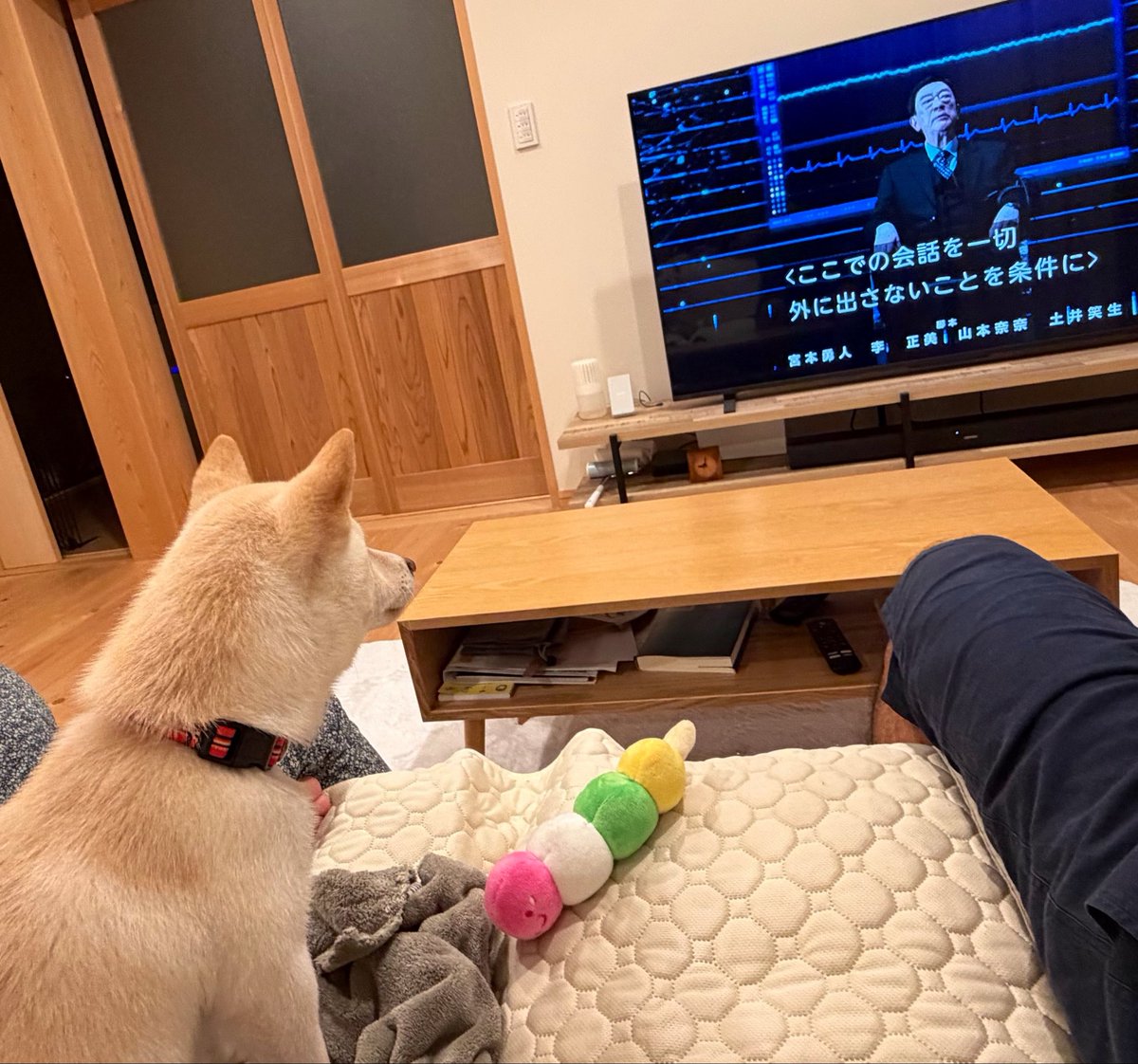 ken_LorW's tweet photo. 割とテレビっ子 https://t.co/xteG7NFMBK