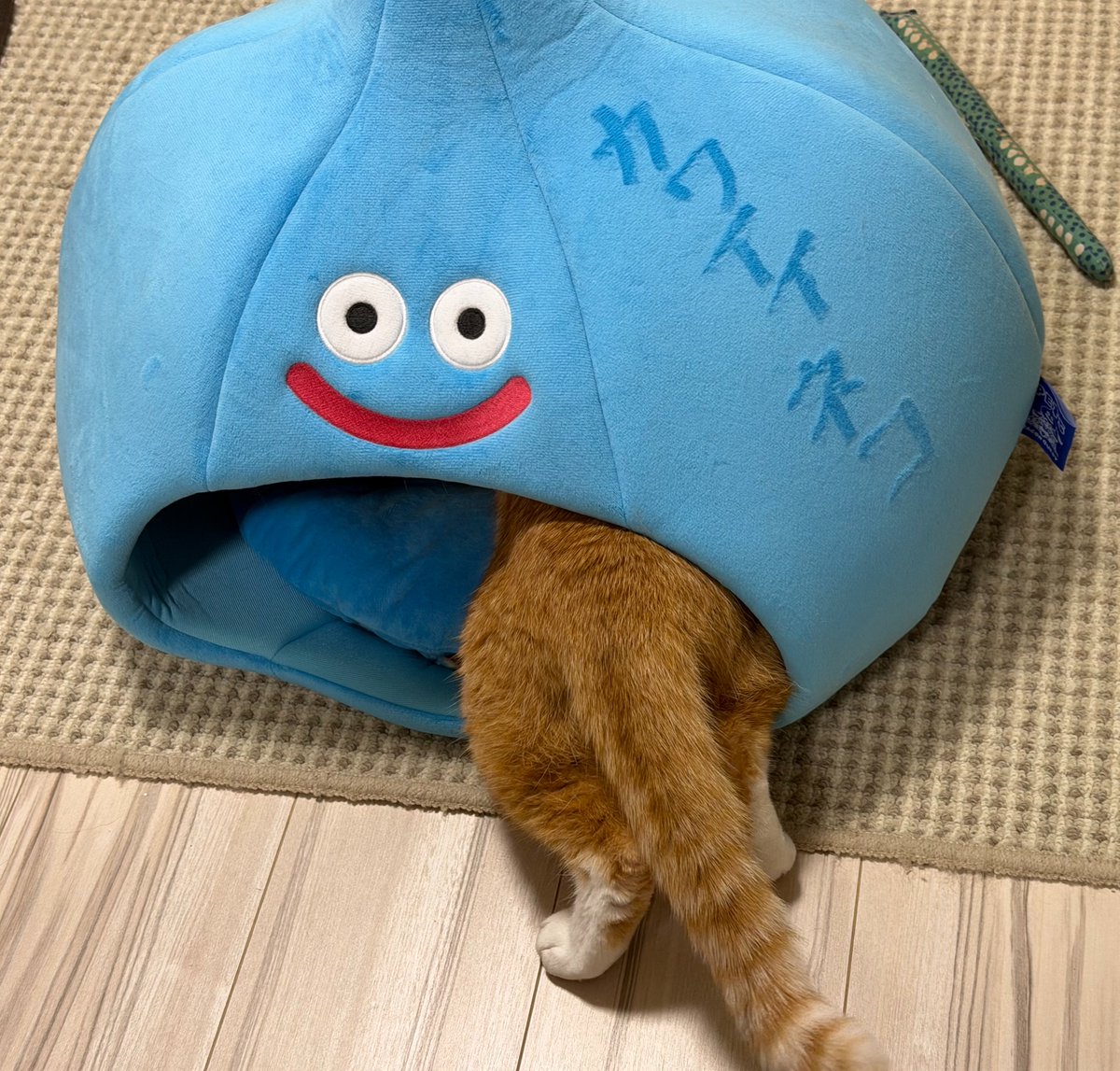kunyan_kainyan's tweet photo. カワイイネコ、入りました〜 https://t.co/rsn1TKujuU