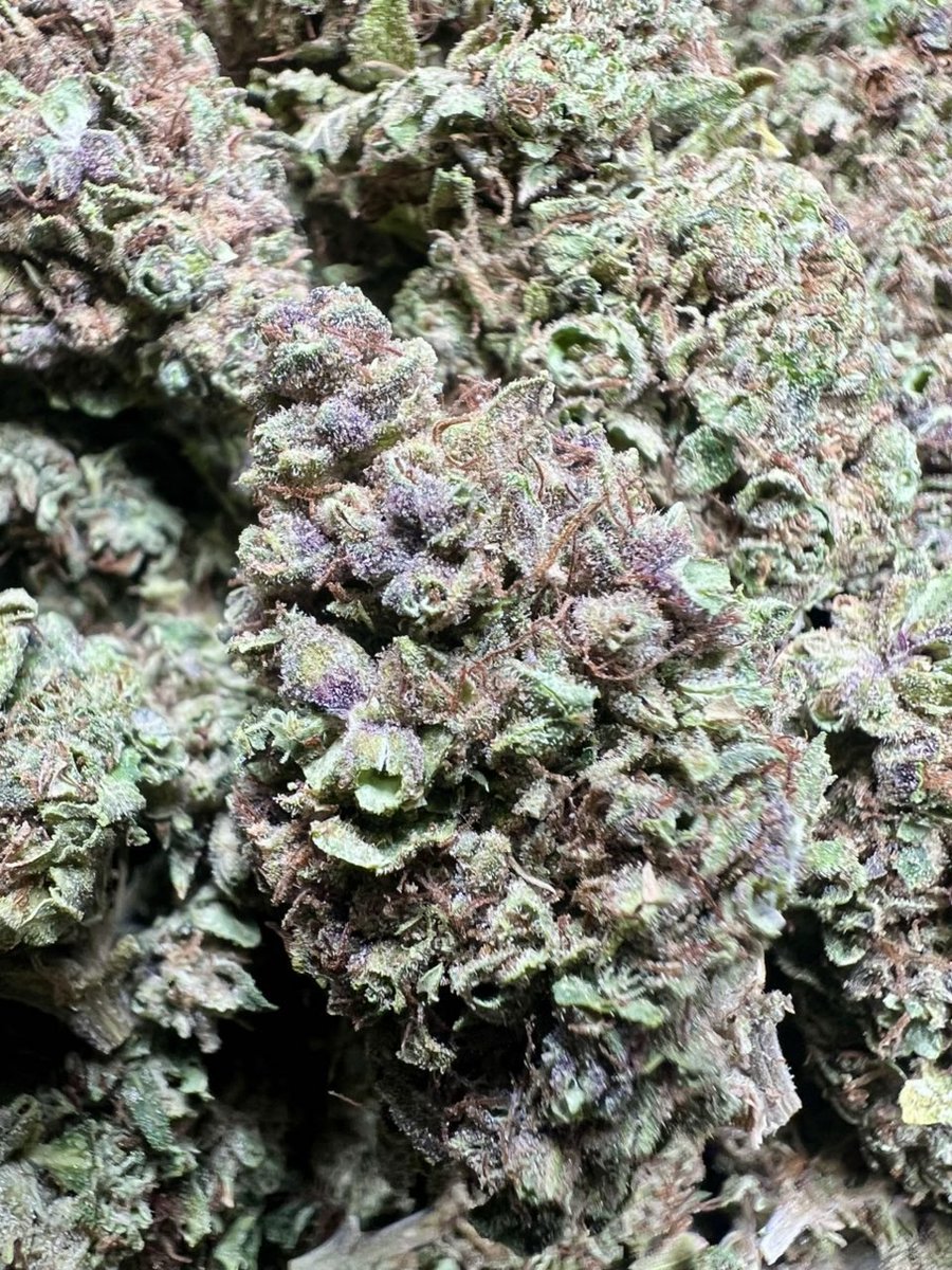 ZoneOfGreen1's tweet photo. Gelato Licensed Dep

Shipped 📦:
5 lbs @ 1875
1 lb @ 425
1/2 lb @ 250 https://t.co/wORrmP2k0P