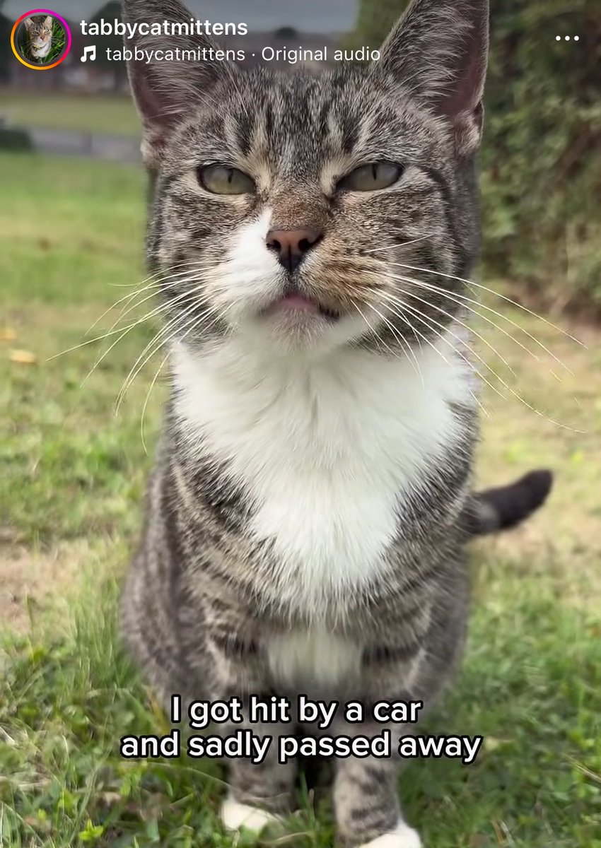 hyxkkimxru's tweet photo. Just woke up and one of my favorite cat online just died https://t.co/ZdD7X4VVYd